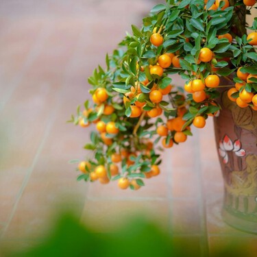 Los cinco árboles frutales que hasta los principiantes consiguen sacar adelante sin demasiados quebraderos de cabeza 