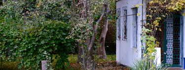 Este frutal es ideal para tu jardín: resiste los climas fríos y es genial para cualquier zona en la que se plante