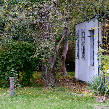 Este frutal es ideal para tu jardín: resiste los climas fríos y es genial para cualquier zona en la que se plante