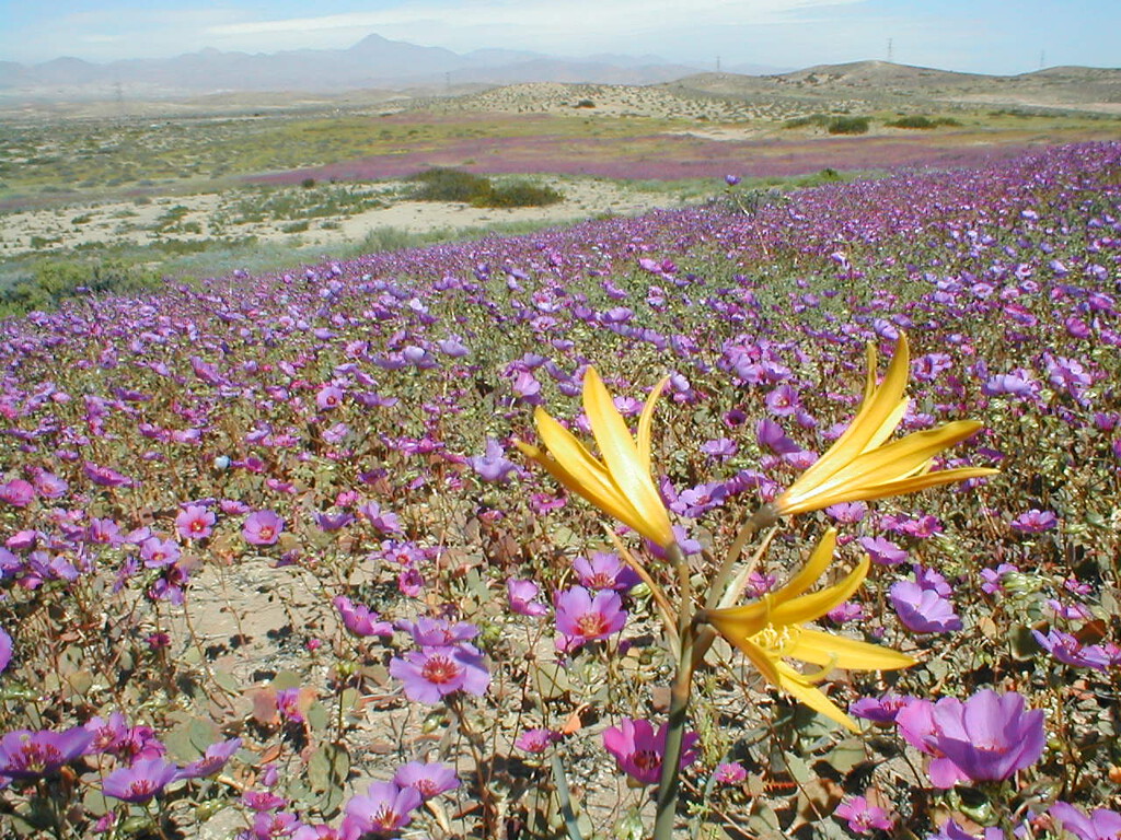 La lluvia ha transformado el desierto más seco del planeta en un mar de flores. Es un espectáculo para la vista y un problema para los expertos
