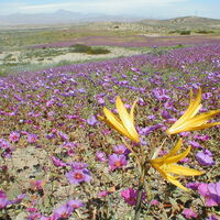 La lluvia ha transformado el desierto más seco del planeta en un mar de flores. Es un espectáculo para la vista y un problema para los expertos 