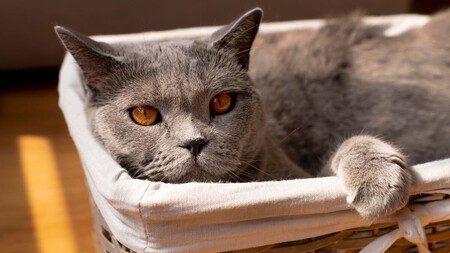 Gato dormido