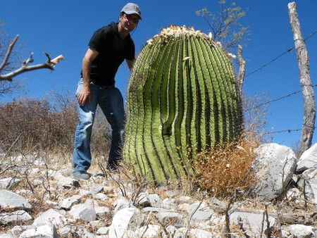 Echinocactus Platyacanthus 2