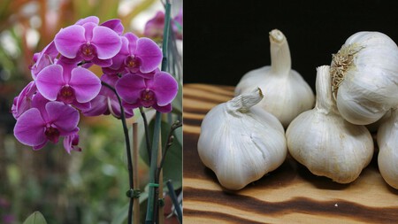 Orquideas Con Ajo