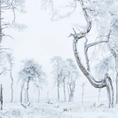 Foto 5 de 10 de la galería mundo-vegetal en Xataka Foto