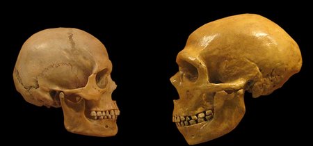 Discutiendo a Jay Gould: Lo que sabemos de los neanderthales apunta a una evolución del ser humano diferente 