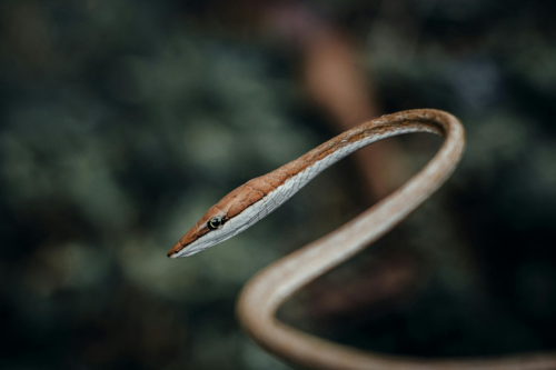 Vine Snake