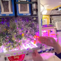 Qué comeremos en Marte es una pregunta que obsesiona y aterra a la NASA desde hace años. China tiene una idea: tomates