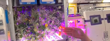 Qué comeremos en Marte es una pregunta que obsesiona y aterra a la NASA desde hace años. China tiene una idea: tomates