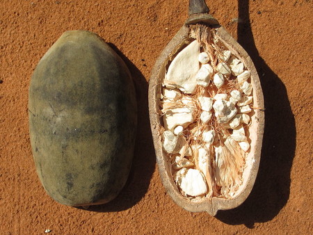 Todo lo que sabemos sobre el uso del baobab para adelgazar
