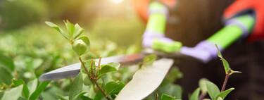 El error de noviembre que puede arruinar tu jardín: estas plantas no se podan si quieres floración en primavera