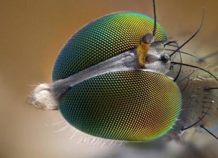 Microfotografía extrema. 29 fotos para inspirarte