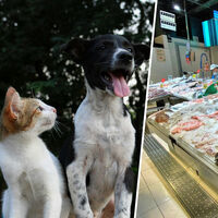 En España las familias están dejando de comer pescado, así que los pescaderos tienen un plan: ir a por sus mascotas