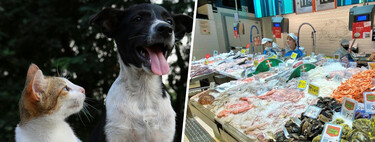 En España las familias están dejando de comer pescado, así que los pescaderos tienen un plan: ir a por sus mascotas