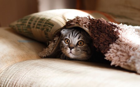 Gato Calle
