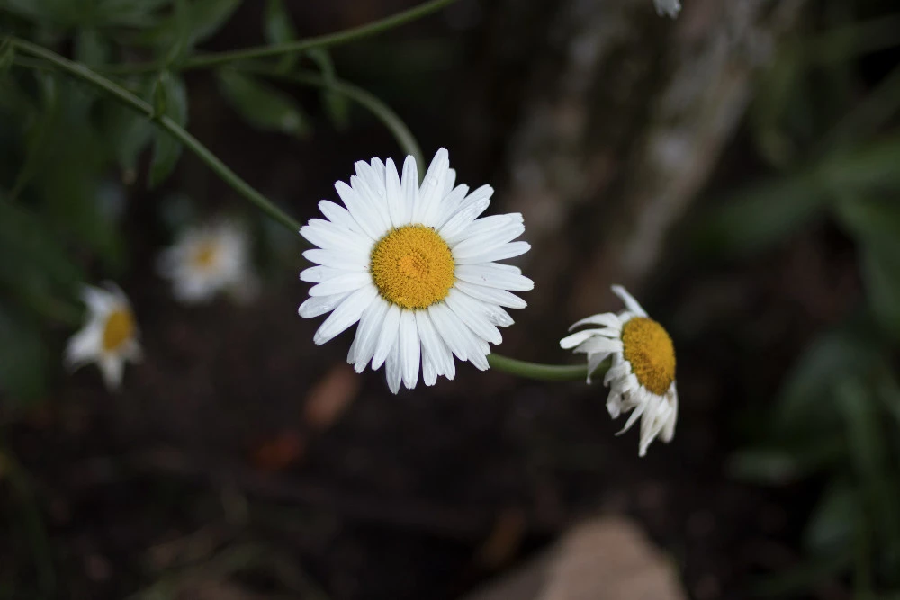 Foto de Canon EOS M6 (14/37)