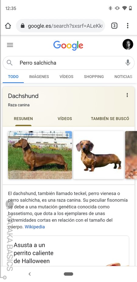 Perro Salchicha