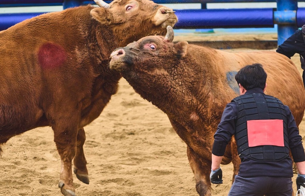 Corea del Sur lleva siglos celebrando sus particulares "corridas de toros". Y ahora se enfrenta al mismo dilema que España