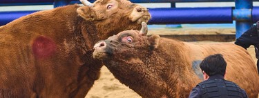 El gran debate sobre el futuro de las corridas de toros no está en España, sino en un país insospechado: Corea del Sur