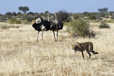 Descubriendo el interior de Namibia por carretera: 32 imágenes de una ruta inolvidable