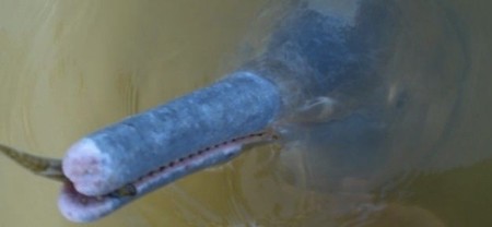 Descubierta una nueva especie de delfín de río en Brasil