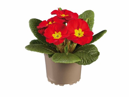 Primula Acaulis Lidl