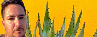 Si tu aloe vera se está poniendo marrón, no significa que se esté muriendo: este experto explica qué está pasando 