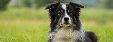 Tenemos mucho que aprender de cómo tratan a los perros en el Reino Unido