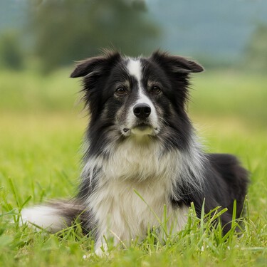 Tenemos mucho que aprender de cómo tratan a los perros en el Reino Unido
