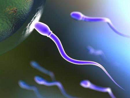 Una alteración en la proteína del semen, clave en los casos de infertilidad