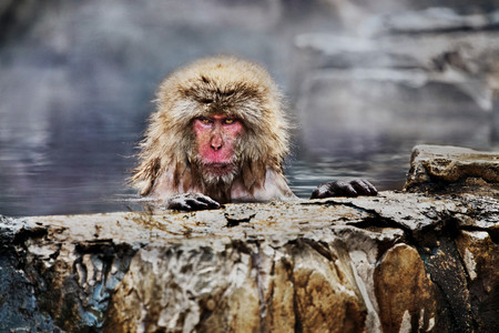 ‘Animals’, el fotolibro donde Steve McCurry nos presenta sus imágenes favoritas de animales de todo el mundo