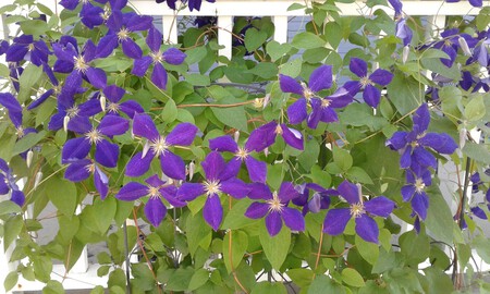 Clematis Blanket Violet Flowers Blooms Blossoms 1595691 Pxhere Com