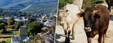 Los vecinos de un pueblo de Zamora hartos de toparse con vacas muertas porque “un señor de Ávila” las ha abandonado a 500 m de sus casas
