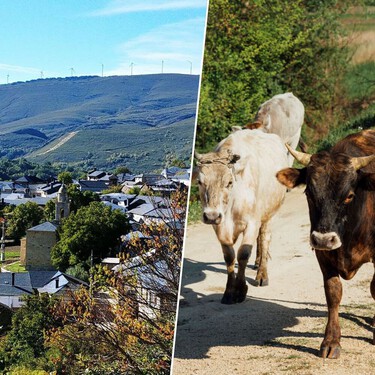 Los vecinos de un pueblo de Zamora hartos de toparse con vacas muertas porque “un señor de Ávila” las ha abandonado a 500 m de sus casas