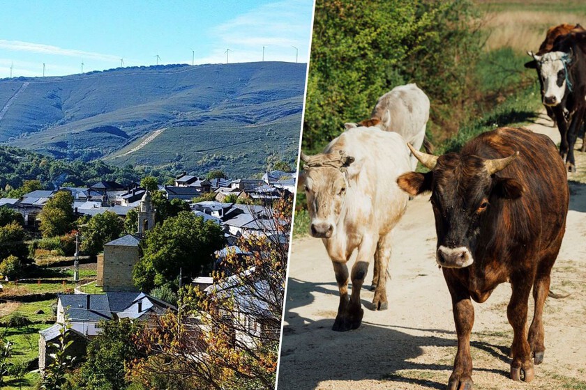 Los vecinos de un pueblo de Zamora hartos de toparse con vacas muertas porque “un señor de Ávila” las ha abandonado a 500 m de sus casas