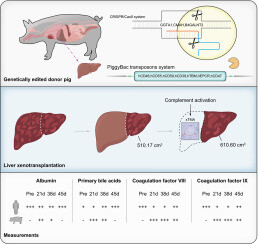 Gráfico explicando o fígado | Fonte: Journal of Hepatology/Pesquisadores reponsáveis