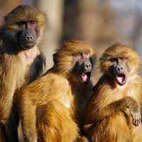 Por qué nunca pensamos que un incidente de seguridad nos puede pasar a nosotros