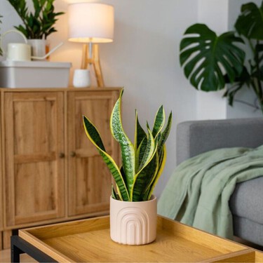 Los 4 mejores trucos de jardinería para que las plantas de sombra sobrevivan en tu sala
