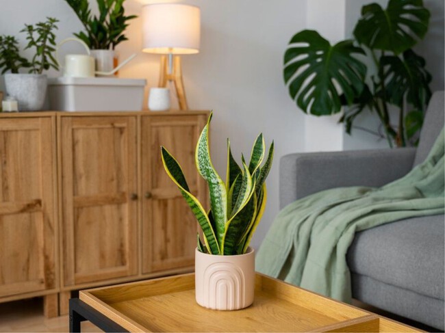 Plantas De Casa