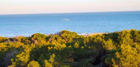 Dunas Y Pinada 2