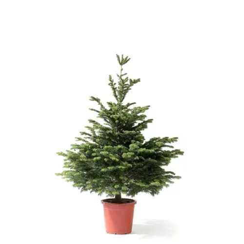 Verdecora Abeto Natural 100-125cm | Abies nordmanniana