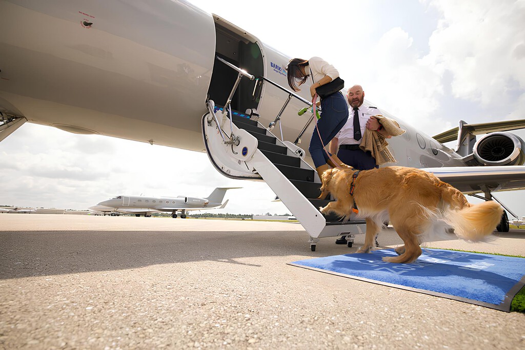 Alguien ha decidido crear una aerolínea para perros: se llama Bark Air y acaba de inaugurar su primer vuelo 