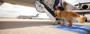 Alguien ha decidido crear una aerolínea para perros: se llama Bark Air y acaba de inaugurar su primer vuelo 