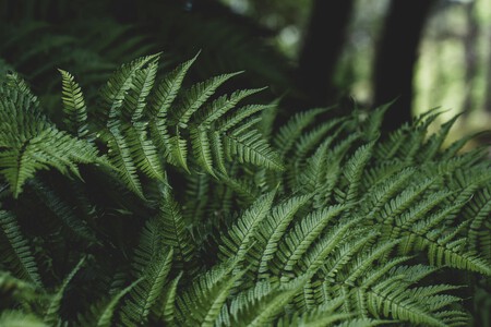 Pexels Robert Schwarz 1488822070 32654993