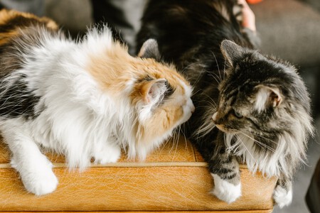 Maine Coon Gatos Jugando Raza