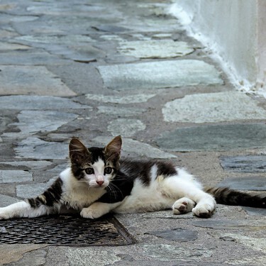 Qué hacer y qué no si nos encontramos un gatito abandonado 