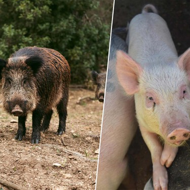 Sabíamos cuándo domesticamos al cerdo. Ahora sabemos que fueron los jabalíes los que se acercaron al hombre en busca de nuestra basura