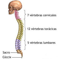 La natación y los problemas de espalda (II) / Hipercifosis dorsal