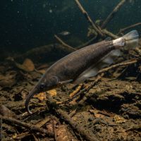 Escondido nas águas profundas do Rio Tefé, peixe elétrico revela uma nova espécie na Amazônia e atrai a atenção dos cientistas 