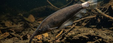Escondido nas águas profundas do Rio Tefé, peixe elétrico revela uma nova espécie na Amazônia e atrai a atenção dos cientistas 